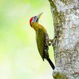 紅頸綠啄木鳥