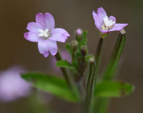 柳葉菜花 柳葉菜花