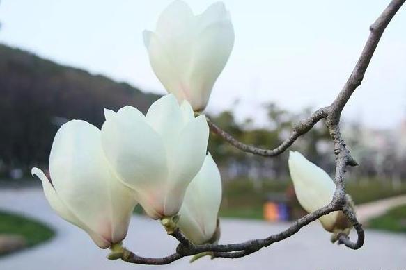 貝蒂玉蘭 貝蒂玉蘭