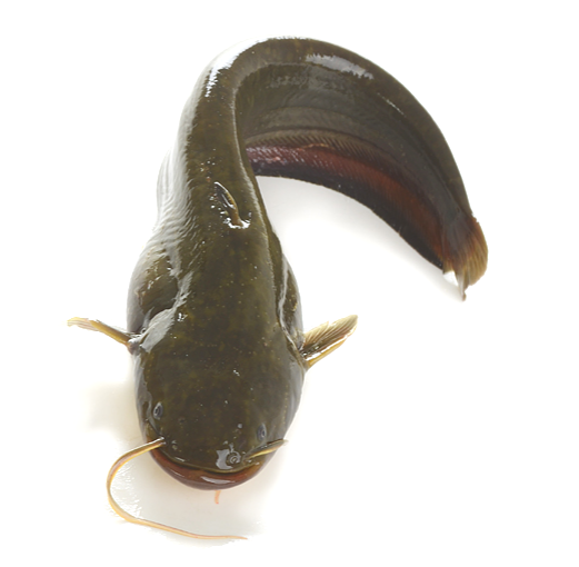 鮧魚目 鮧魚目