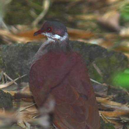 綠頂鶉鳩 綠頂鶉鳩