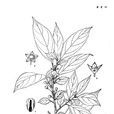 西藏鼠李 西藏鼠李