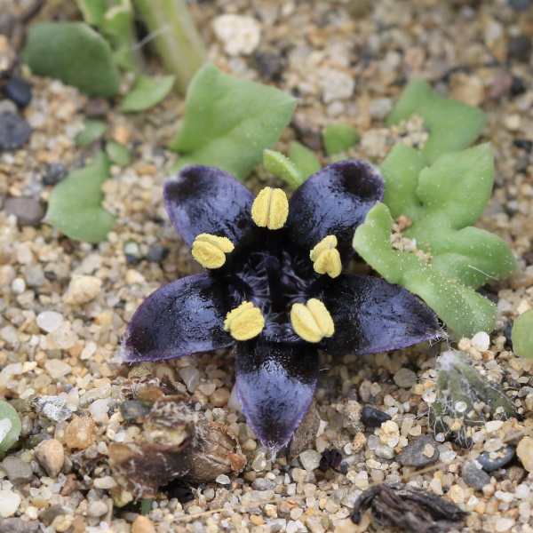 Jaborosa magellanica
