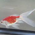 莊內金魚