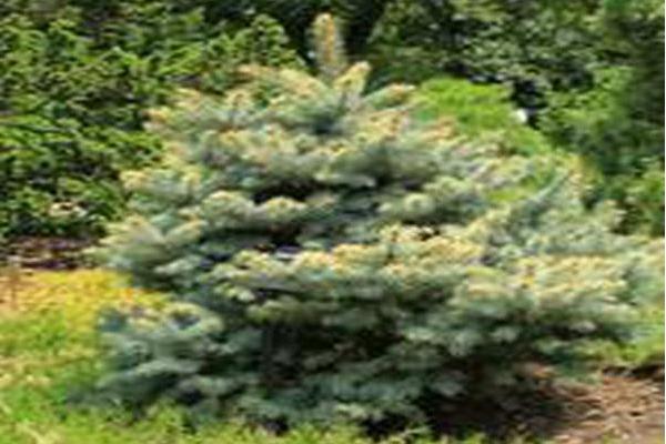 Picea pungens \x27Walnut Glen\x27