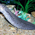 葉形魚