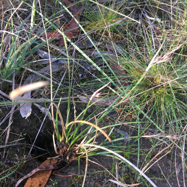 Lepidosperma curtisiae