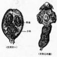 棘球絛蟲 棘球絛蟲
