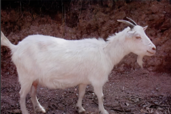 廣豐山羊(偶蹄目牛科羊屬動物) 廣豐山羊(偶蹄目牛科羊屬動物)