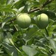 烏荊子李 烏荊子李