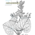 林華鼠尾草 林華鼠尾草