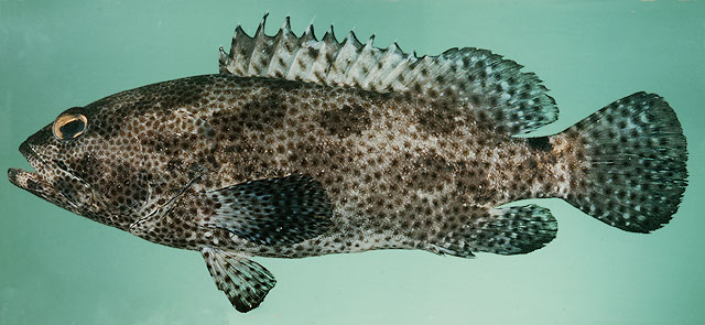 清水石斑魚