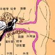 耳蝸性耳聾 耳蝸性耳聾