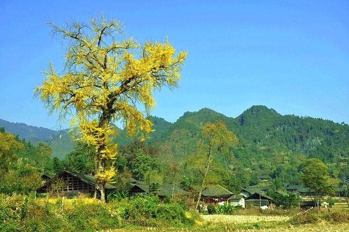 西那村 西那村