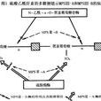 MPS(黏多糖貯積症)
