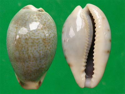 黃齒寶螺（上海岡瓦納自然網）