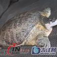 象鼻龜