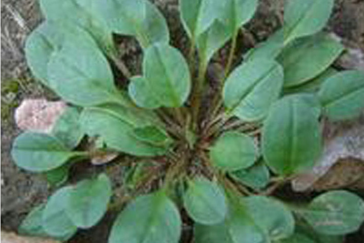 瘤果獨蕊草