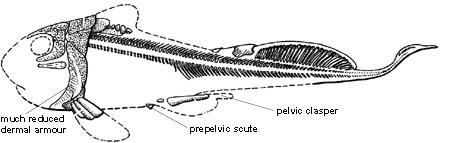 褶齒魚目