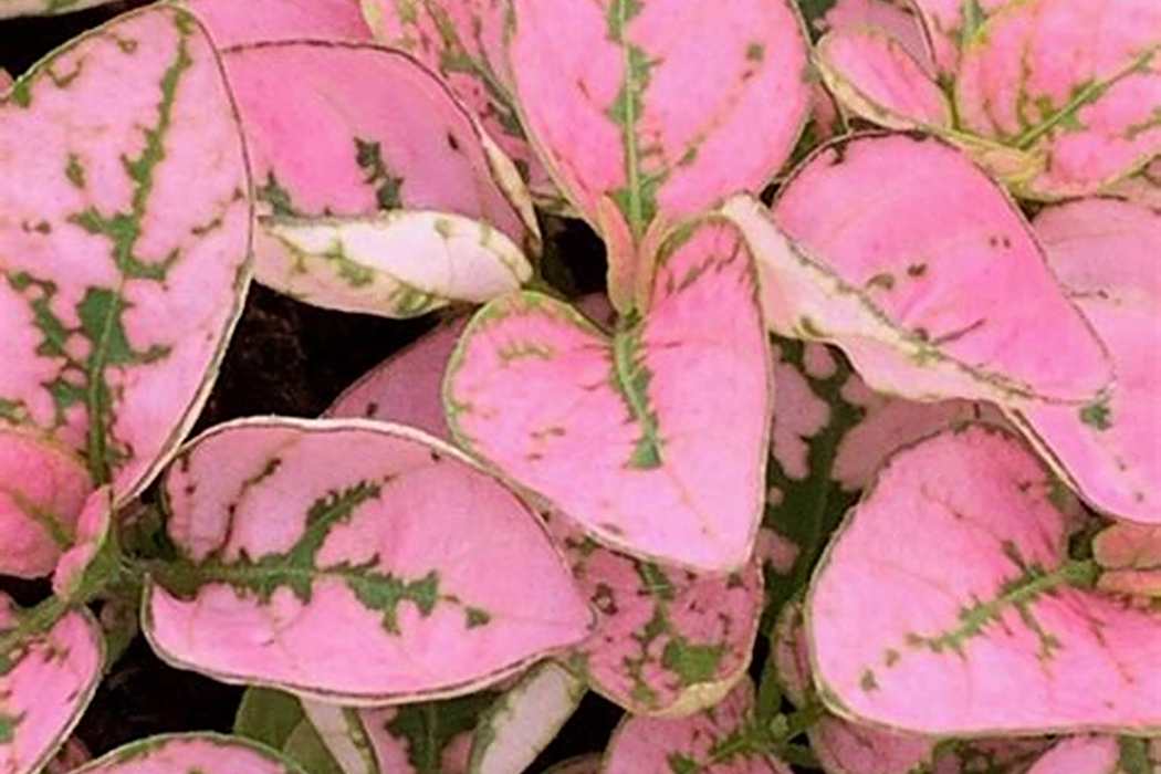 Hypoestes phyllostachya SPLASH SELECT PINK Hypoestes phyllostachya SPLASH SELECT PINK