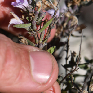 Poliomintha glabrescens
