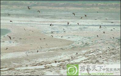 孟津黃河灘自然保護區