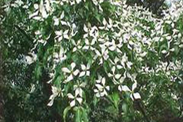Cornus kousa Cornus kousa