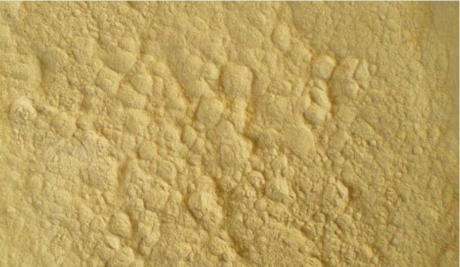黃單胞菌屬