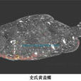 史氏黃蓋鰈