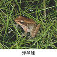 彈琴蛙