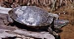 菱紋背水龜(Malaclemys terrapin)