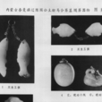 雙魚玉佩(出土文物遼代玉器) 雙魚玉佩(出土文物遼代玉器)