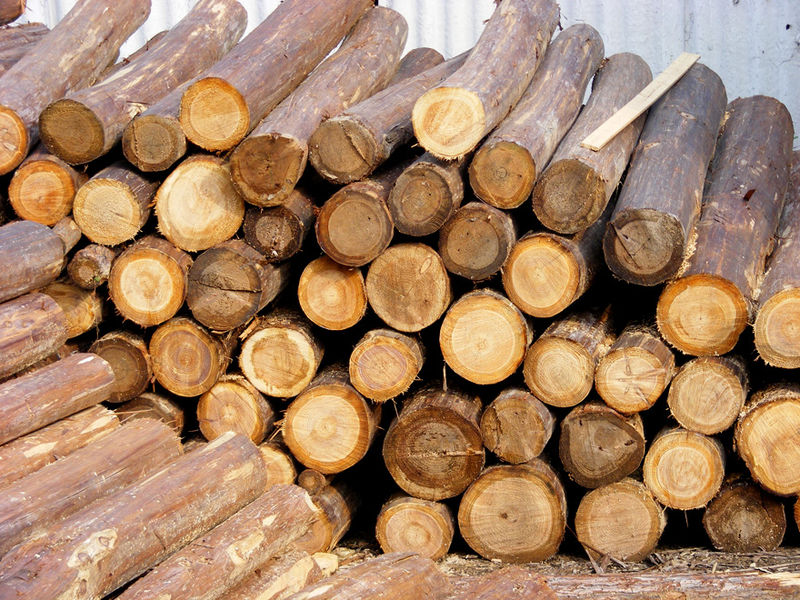 木材(植物的木質化組織)