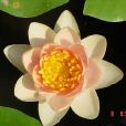 克里三薩 克里三薩