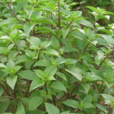羅勒(唇形目唇形科植物)