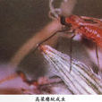 高粱癭蚊 高粱癭蚊
