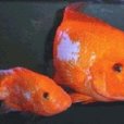 紅魔魚 紅魔魚