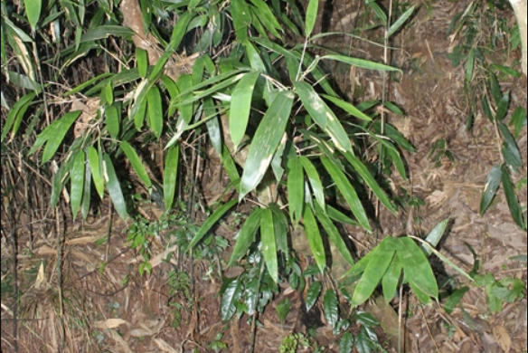 箭把竹