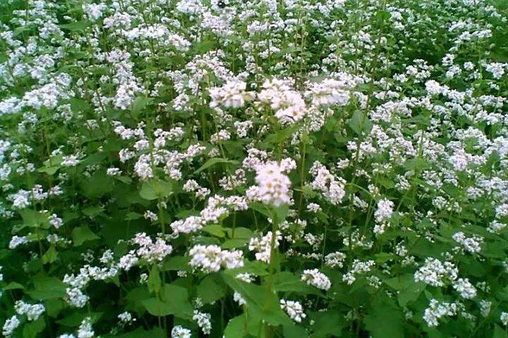 白花蕎 白花蕎