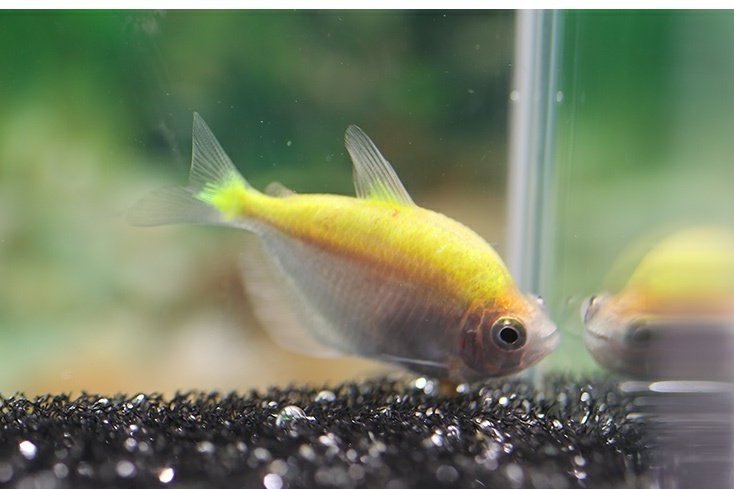 光尾裙魚屬 光尾裙魚屬