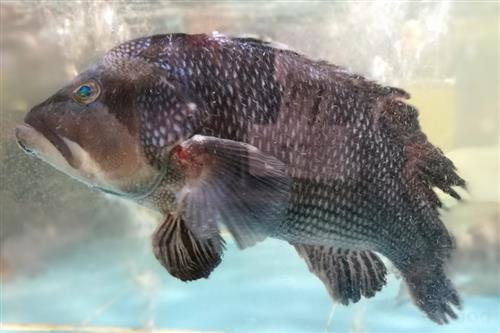 大瀧線魚 大瀧線魚