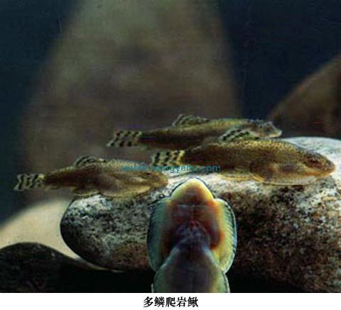 爬岩鰍屬 爬岩鰍屬