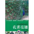 孔雀亮翅 孔雀亮翅