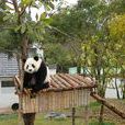 大熊貓生態樂園