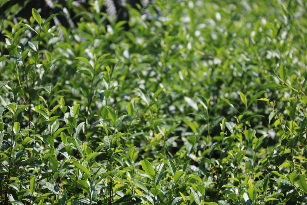 漆碑茶 漆碑茶