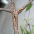 檫樹潰瘍病