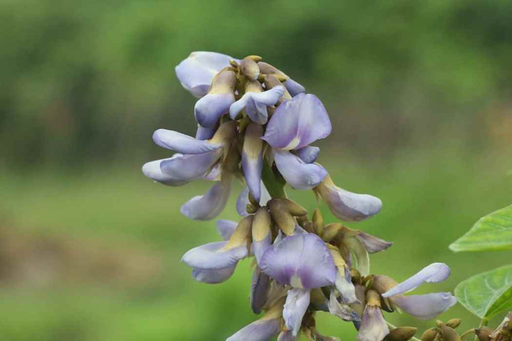 沙葛花 沙葛花