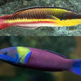 藍首錦魚 藍首錦魚