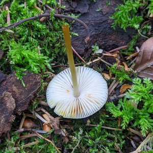 橙黃小菇 橙黃小菇