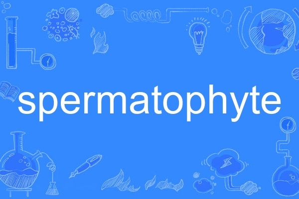 spermatophyte spermatophyte